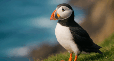 Meet the Puffin: Our Spirit Animal (and Accidental Mascot)